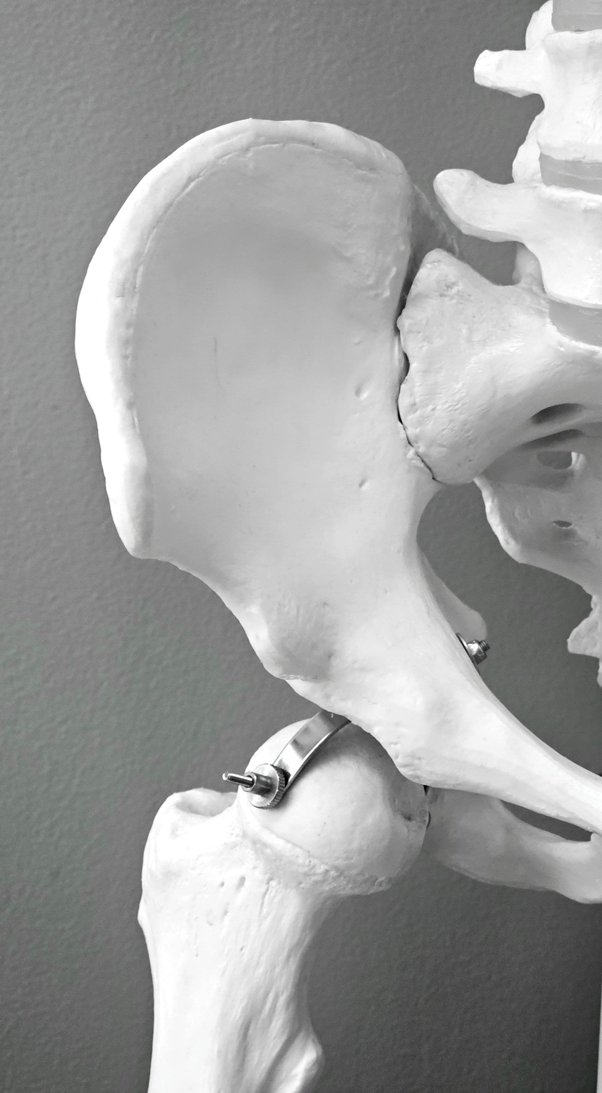 Model anatomiczny szkieletu człowieka przedstawiający budowę stawu biodrowego.